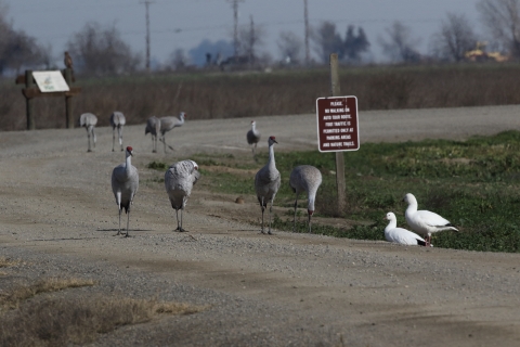 Cranes and geese on gravel tour route roadway.