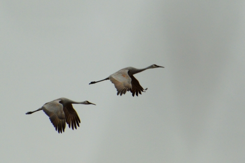 Two flying sandhill cranes