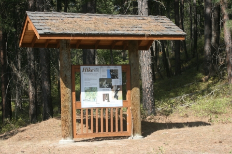 Trailhead sign next to pine forest