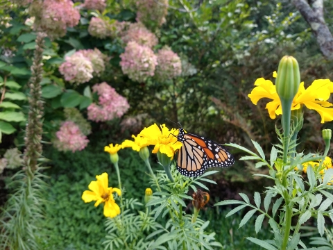 A monarch butterfly clings to a marigold flower as it pollinates the flower in a small garden. 