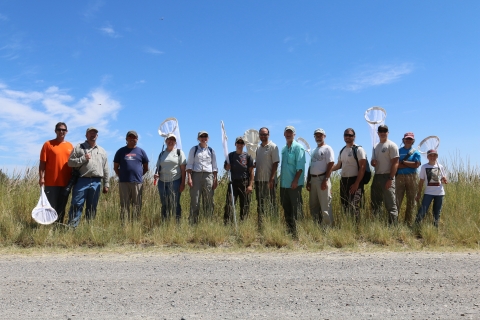 About a dozen biologists are standing in a line holding butterfly nets