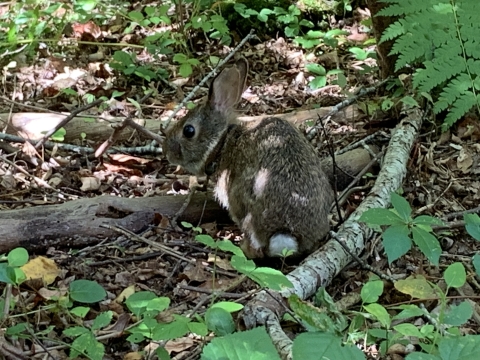 New England Cottontail with collar