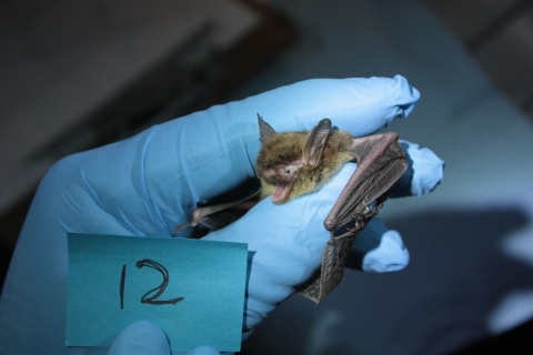 hand with blue glove holding a northern long-eared bat identified as bat number 12
