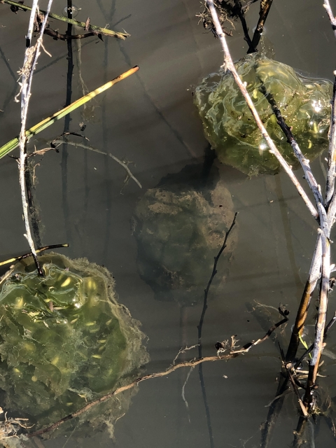 Northwest salamander egg masses appear as gelatinous blobs surrounding twig branches and rest partially in the water of a wetland