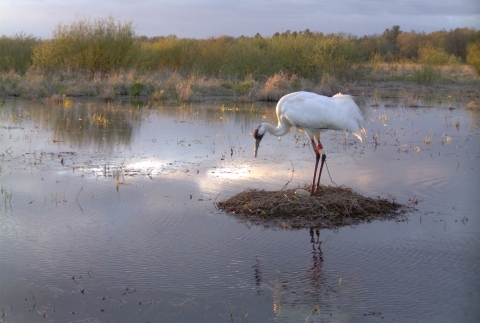Adult Whooping Crane standing on a nest over an egg surrounded by water