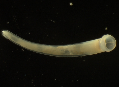 Microscopic image of a stygobitic Nymph Trumpet snail on a black background. This is an unusual subterranean snail that is elongated and almost all the way uncoiled into a bowed line. The shell is translucent.