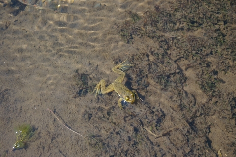 oregon spotted frog in water