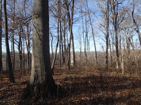 Large tree on trail