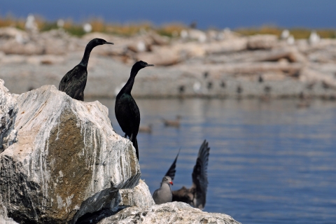 A Pair of Pelagic Cormorants Look Out From a Rocky Perch