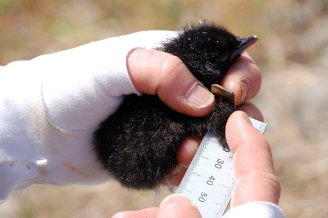 A Researcher Measures a Tiny Pigeon Guillemot Chick