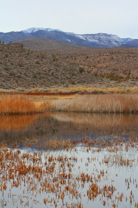 Fall at Pahranagat NWR