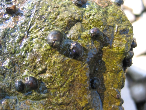 Small painted rock snails on the under side of a rock pulled from the river