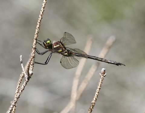 Dragonfly holding on to a stick