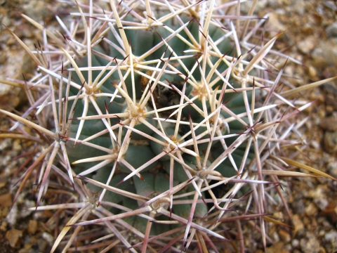 a close-up of a round cactus with long spines