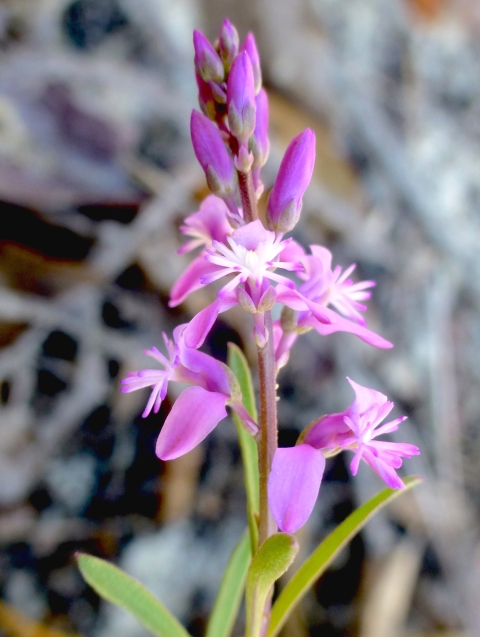 An image of a vivid pink blooming plant