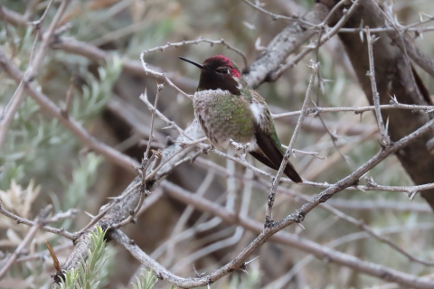 Sitting hummingbird Pahranagat NWR