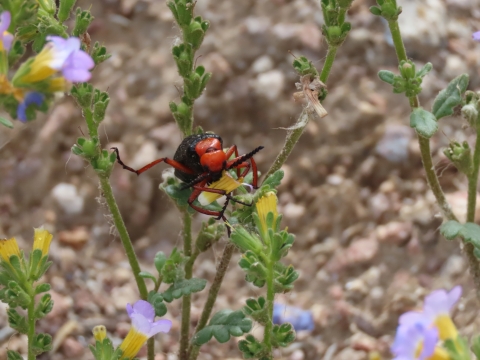 Beetle Pahranagat NWR