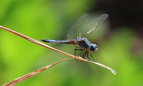 Blue Dasher Dragonfly Pahranagat NWR