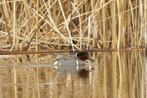 Greenwing Teal Pahranagat NWR