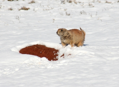 Prairie dog in snow.