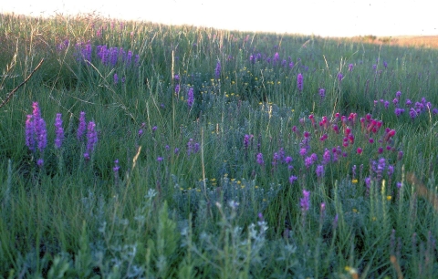 A field of blue and purple flowers with green vegetation surrounding them
