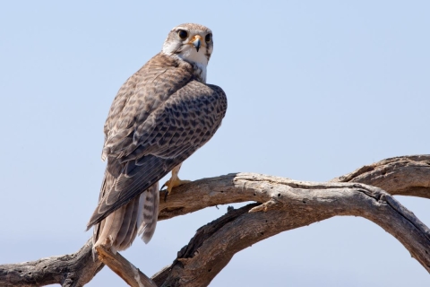 Prairie Falcon Pahranagat NWR