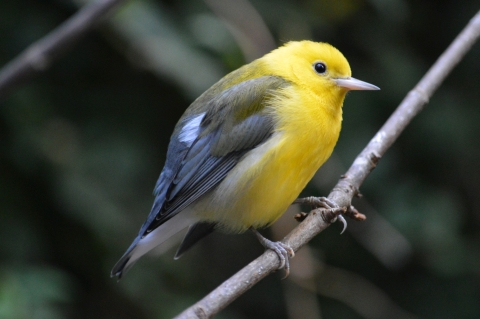 A vibrant yellow and black prothonotary warbler poses on a small branch. 