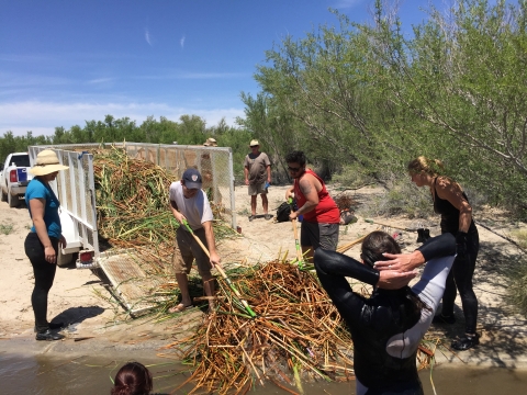 Group of volunteers removing cattails from spring outflow