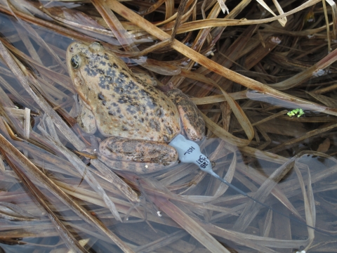 Oregon Spotted Frog With Radio Antenna 