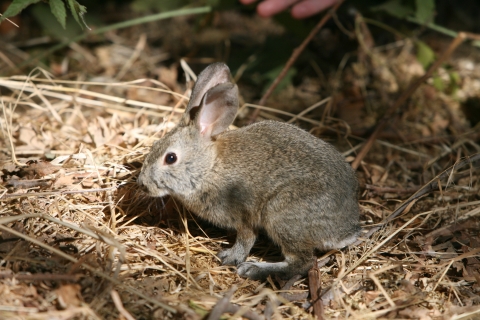 A small brown rabbit.