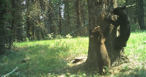 Two black bear cubs climb a tree