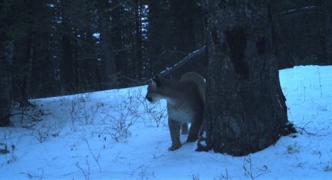 A mountain lion in snow