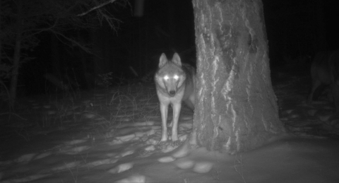 A wolf is photographed in the snow at night with glowing eyes
