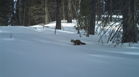 A marten in a crosses the snow in a forest.