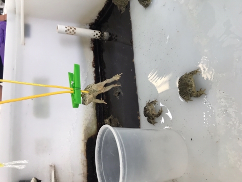 Tagging a toad before release