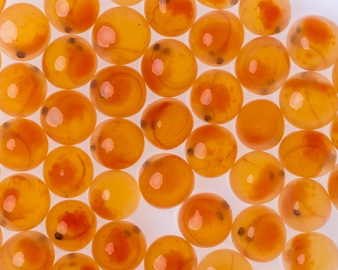 Small orange fish eggs on a white background.