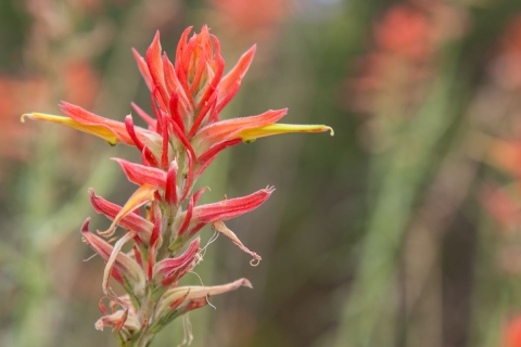 Red Flower Pahranagat NWR