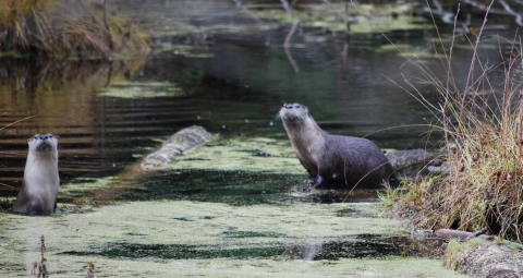 Two river otters sitting on sunken logs in a small river. 