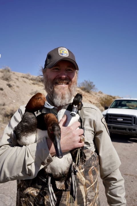 USFWS staff member holding 3 ducks during data collection