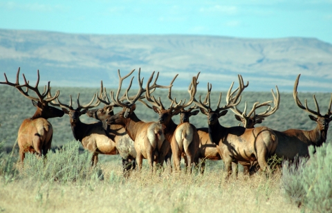 Rocky Mountain Elk In Central Hanford