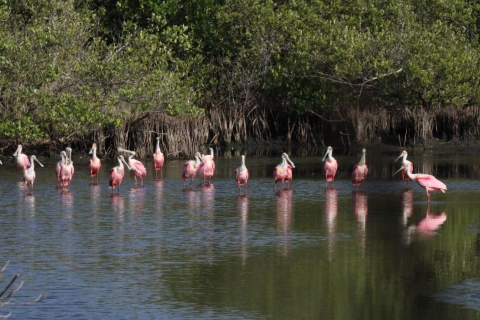 An image of Roseate Spoonbills standing in water.