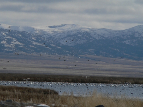 Ruby Lake 1000s of Swans resting during migration