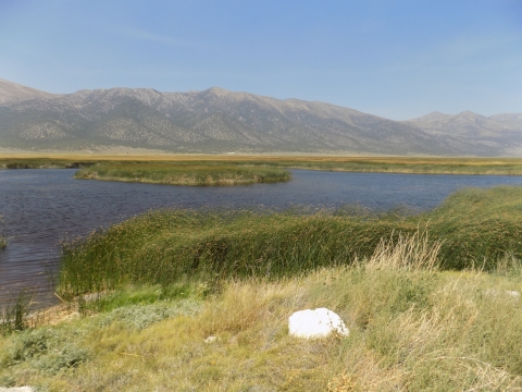 Ruby Lake summer scene with bullrush and mountains in the background