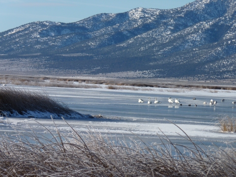 Swans on ice at Ruby Lake