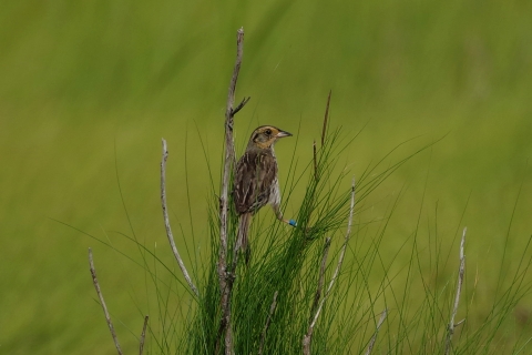 A saltmarsh sparrow (Ammospiza caudacuta) perches above the marsh.
