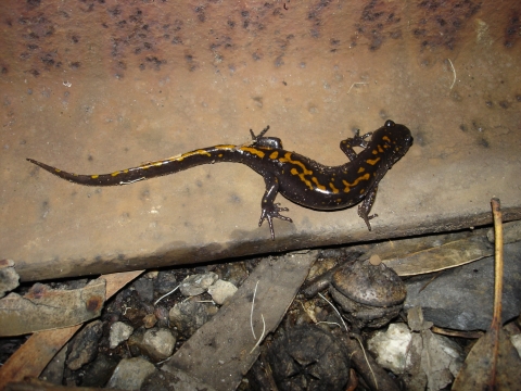 Adult Santa Cruz long-toes salamander 