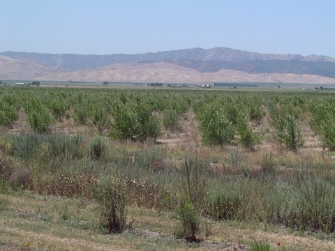 Young trees with mountains in the background.