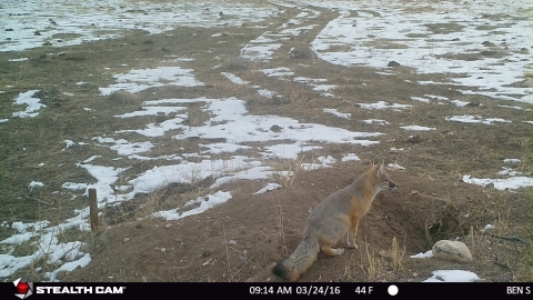 Swift fox on the Wind River Reservation in Central Wyoming