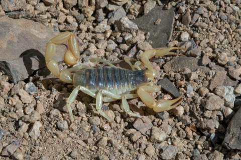 Scorpion Pahranagat NWR