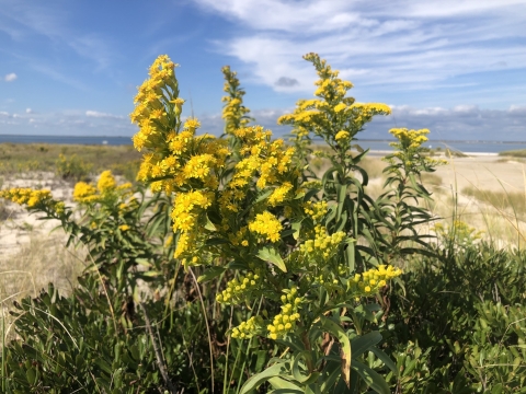 Seaside goldenrod (Solidago sempervirens) blooms on the sand dunes at Holgate. 